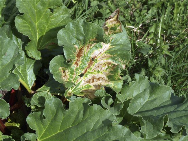 Почему у ревеня краснеют листья: болезни и вредители и как от них избавиться