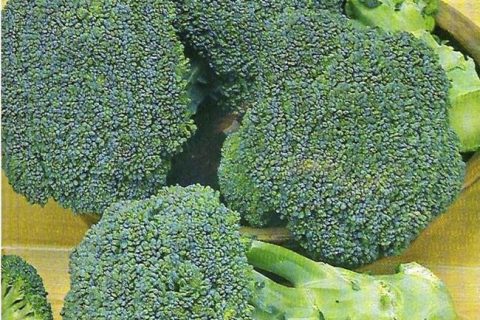 Батори — сорт растения Капуста брокколи