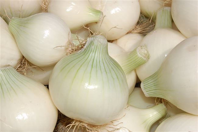 Белый лук: описание сортов, выращивание, фото