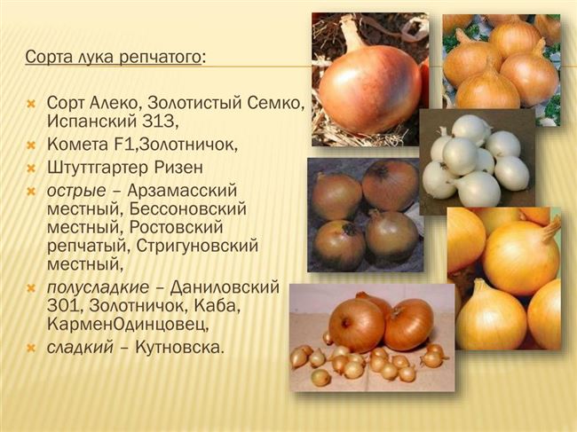 Лук бессоновский: самый неприхотливый сорт средней и южной полосы России