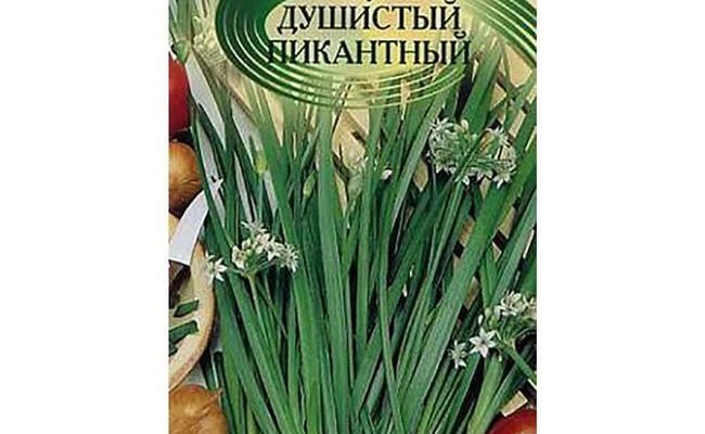 Щедрый на урожаи ароматной зелени — лук душистый Пикантный: выращивание, описание сорта