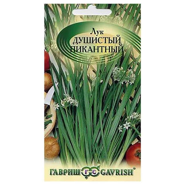 Щедрый на урожаи ароматной зелени — лук душистый Пикантный: выращивание, описание сорта