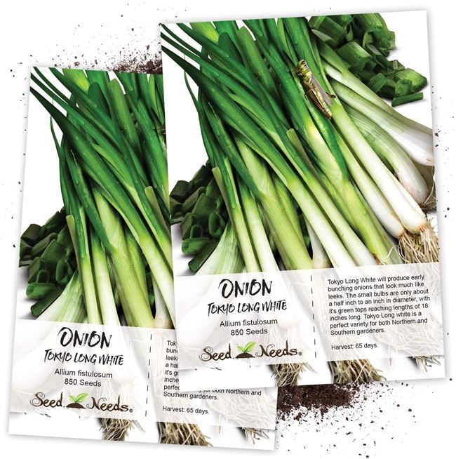 Высококачественный и питательный сорт от фирмы Allium Seeds — лук Румба: описание и характеристика