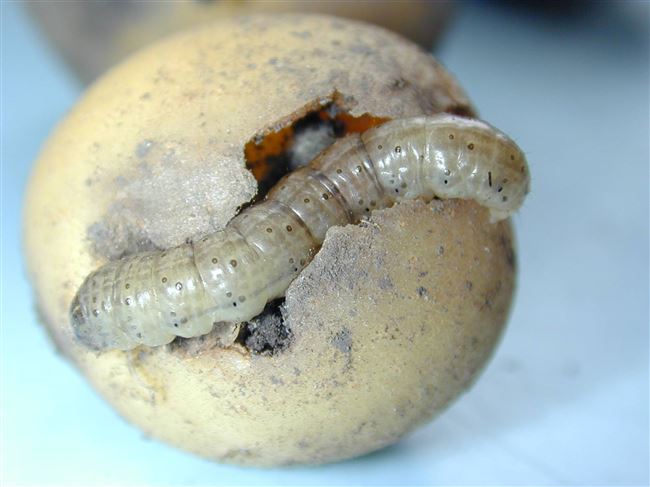 Кто грызет картошку в земле, и какие насекомые съедают ее листья? Рассказываем о вредителях картофеля, эффективных способах борьбы.