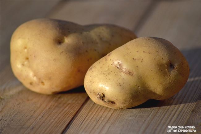 Новый сорт картофеля Бурновский вывели в Башкирии