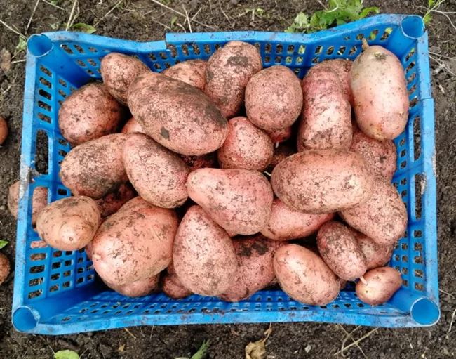 Сорт картофеля «Любимец» – описание и фото