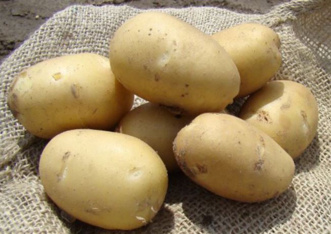 Сорт картофеля "Нальчикский"
