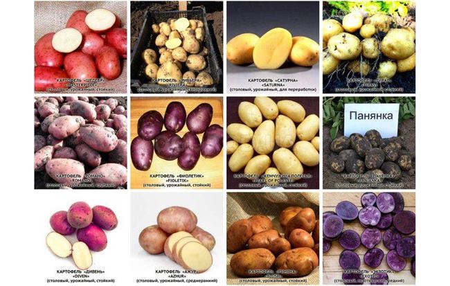Сорта картофеля: описания, названия, фото и таблицы, урожайные и устойчивые к заболеваниям виды
