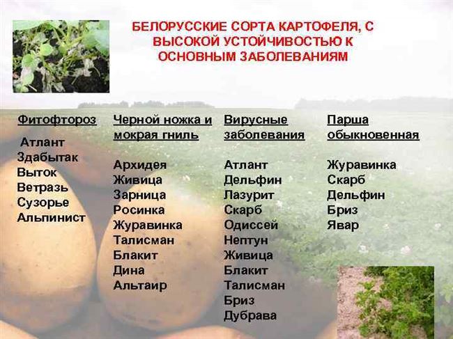 Картофель сорта «ветразь» (белорусская селекция)