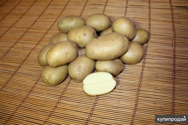 Картофель Голубка | Сорта картофеля