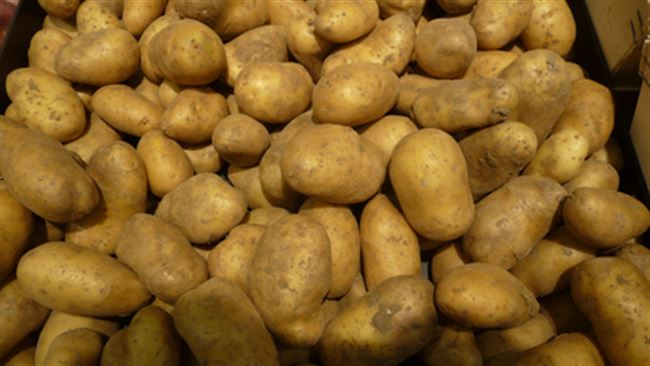 Жанна — сорт растения Картофель