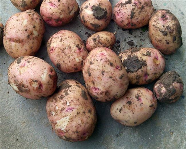 Немецкая компания Europlant делает ставку на сорта картофеля с низким содержанием углеводов