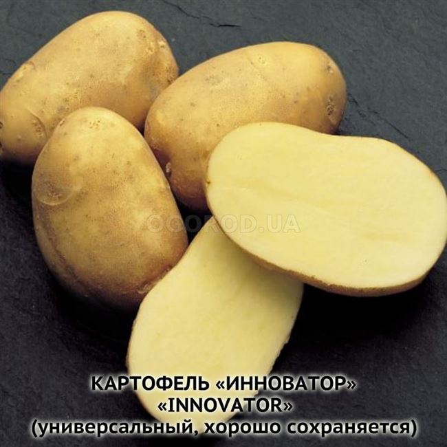 Сорт картофеля «Пушкинец» — Сорта Вики Ру