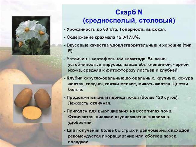 Казань | Специалистами ФГБНУ «ТатНИИСХ» созданы новые вирусоустойчивые сорта картофеля — БезФормата
