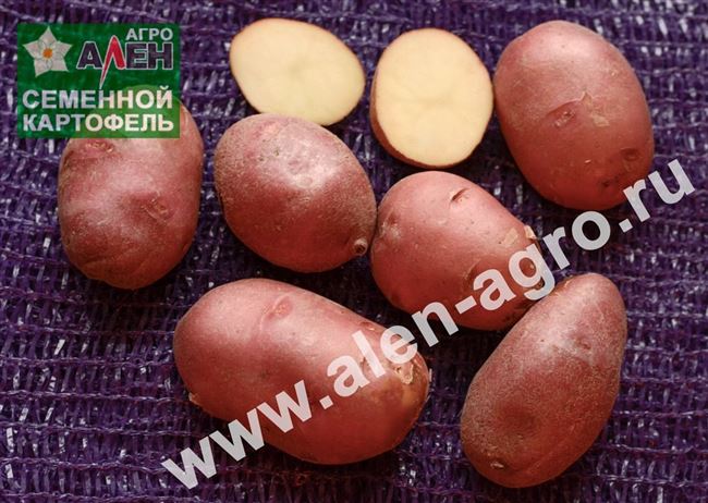 Сорт картофеля «Сандрин (Sandrin)» – описание и фото