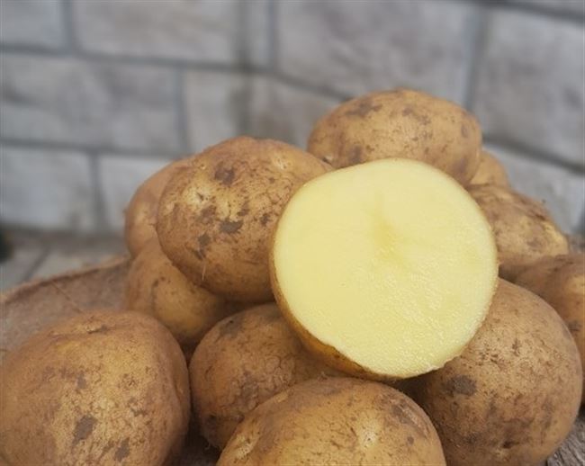 Картофель Таймер | Сорта картофеля