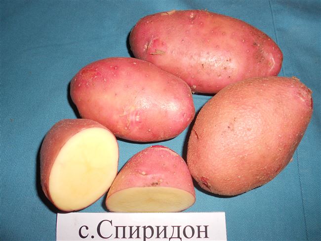 Лучшие сорта картофеля для выращивания на Урале: вкусные, урожайные, ранние, средние, поздние, их описание, характеристика, фото