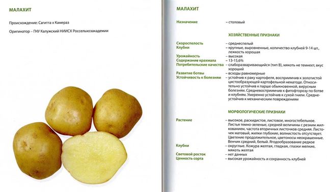 Лучшие сорта картофеля для выращивания в Приморье