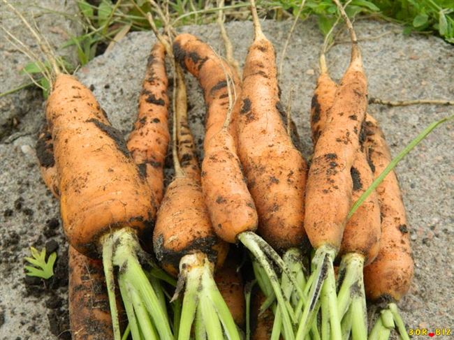Какие болезни бывают у морковки и как с ними бороться