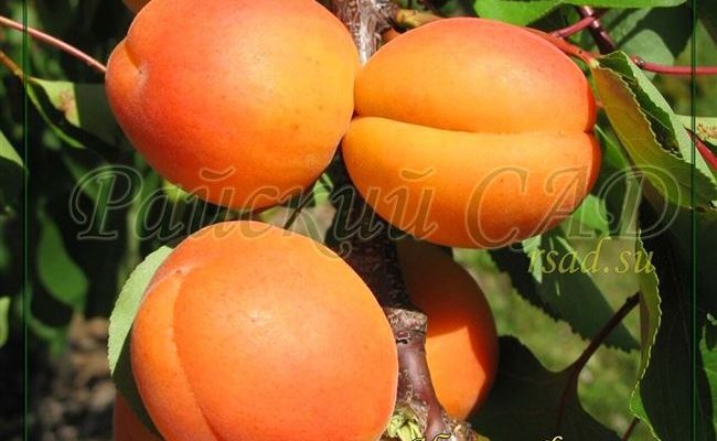 Описание сорта абрикосов Алеша и характеристики устойчивости к заболеваниям