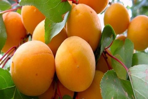 Абрикос Абрикос Солнышко — плодово-ягодные растения в питомнике Южный