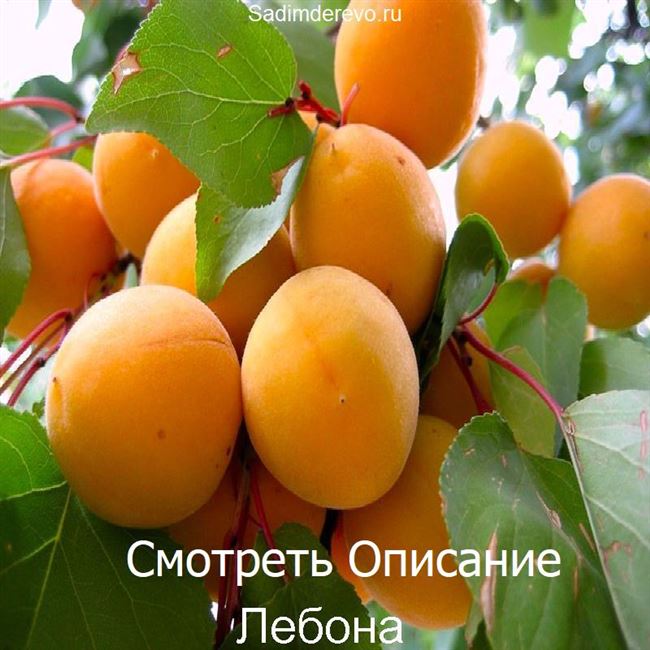 Абрикос Абрикос Солнышко — плодово-ягодные растения в питомнике Южный