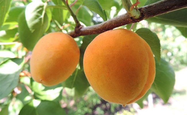 Описание и характеристика абрикоса сорта Фаворит