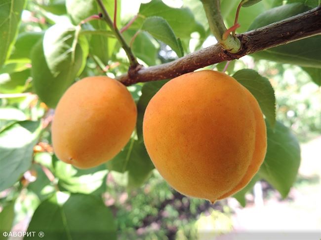 Описание и характеристика абрикоса сорта Фаворит