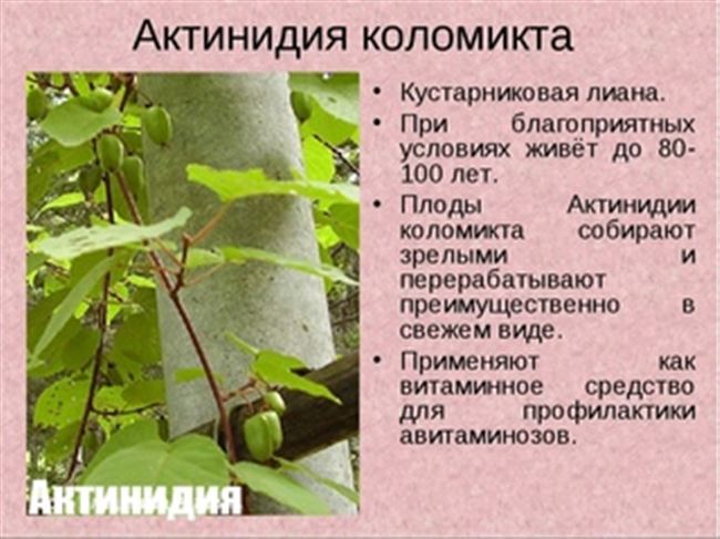Ботанические характеристики актинидии и рекомендации по выращиванию лианы на дачном участке
