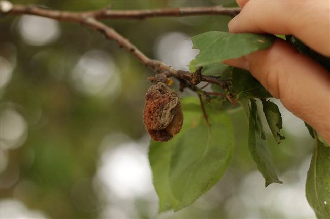 Здоровье абрикосовых деревьев: лечим болезни и гоним вредителей