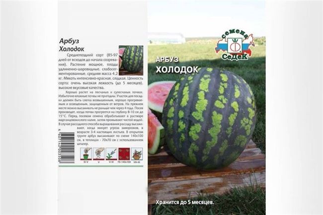Описание и характеристики арбуза сорта Холодок, правила выращивания