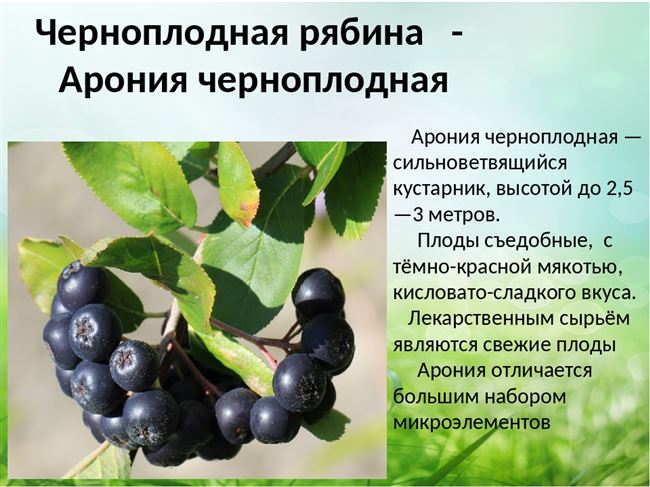 Арония (черноплодная рябина) — выращивание и уход, в том числе в Подмосковье, Сибири, а также описание сортов с характеристикой и отзывами