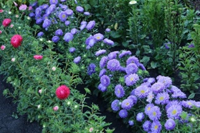 Астры: лучшие сорта, выращивание и размножение — Проект «Цветочки» — для цветоводов начинающих и профессионалов
