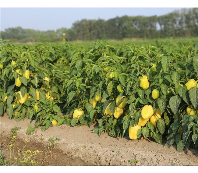 Перец сладкий Страйк F1 — фото урожая, цены, отзывы и особенности выращивания