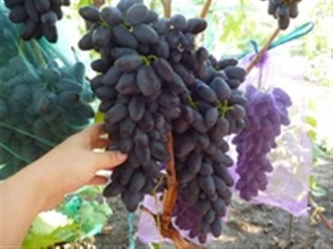 Виноград Академик (Авидзба): описание и характеристики сорта, выращивание с фото