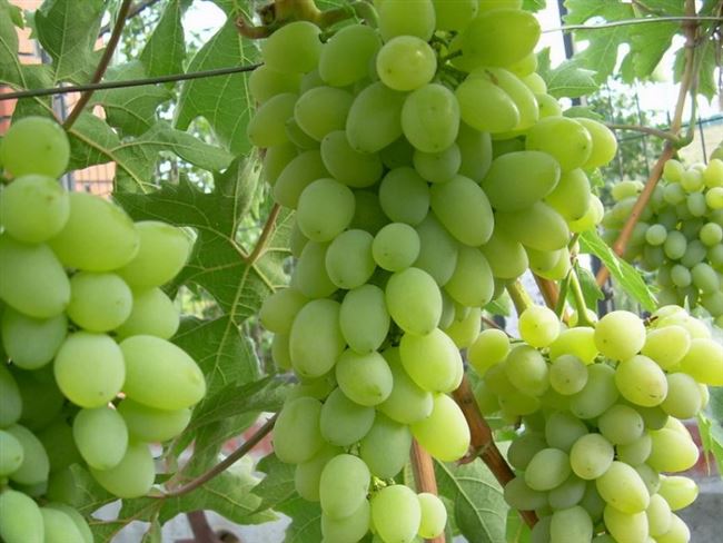 Гранатовый технический сорт винограда среднепозднего срока — ФОРУМ ВИНОГРАД