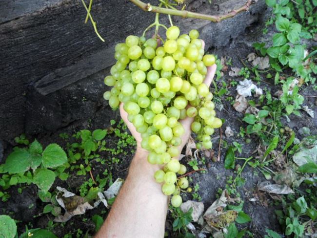 Отличительные особенности винограда