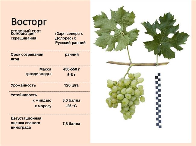 Описание и характеристики сорта винограда Алиготе, плюсы и минусы и правила выращивания