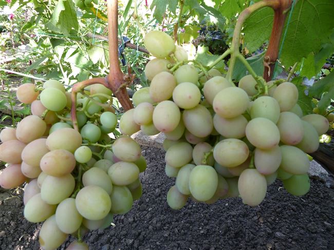 Виноград Анюта: описание сорта с характеристикой и отзывами, особенности посадки и выращивания, фото