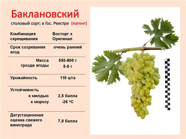 Описание сорта винограда Баклановский