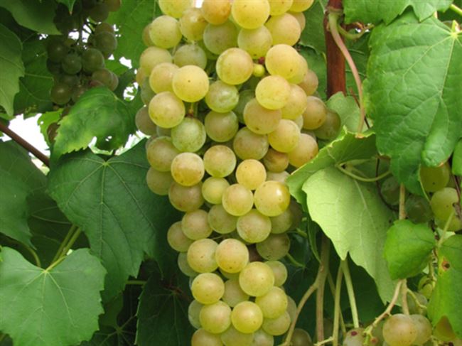 Виноград «бианка»: описание и фото сорта, отзывы о нем. Особенности посадки и выращивания в регионах и характеристики: вкус, цвет, устойчивость к болезням
