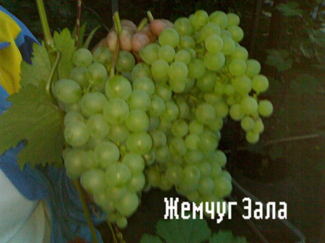 Зала Дендь - сорт растения Виноград