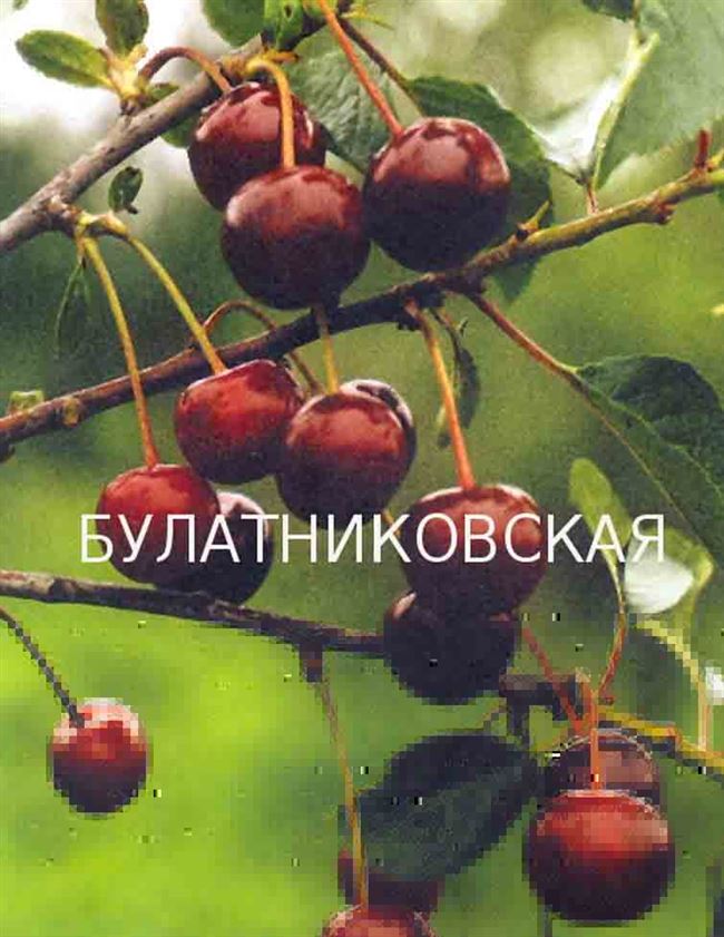 Булатниковская вишня описание сорта фото