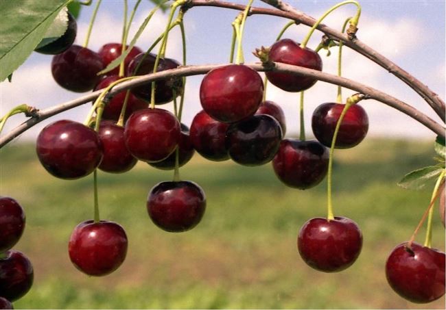 Отличительные особенности сорта вишни Десертная Морозовой, а также рекомендации по посадке и уходу, позволяющие получить урожай вкусных ягод в своём саду.