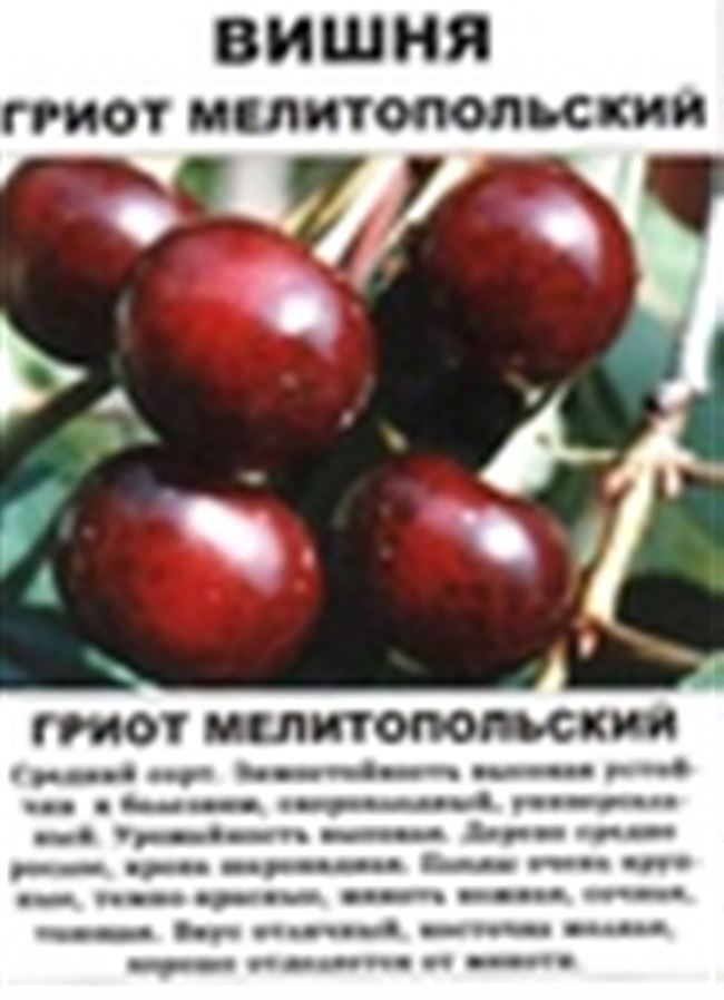 Самые сладкие сорта вишни для средней полосы России