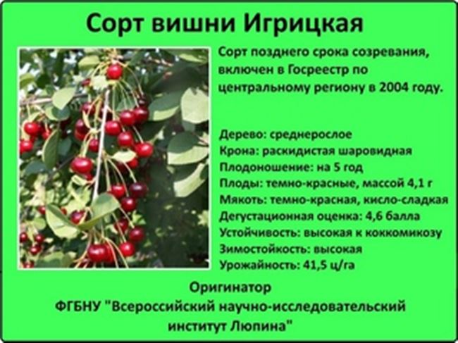 Каталог Вишня Любимица от Клуба садоводов-профессионалов