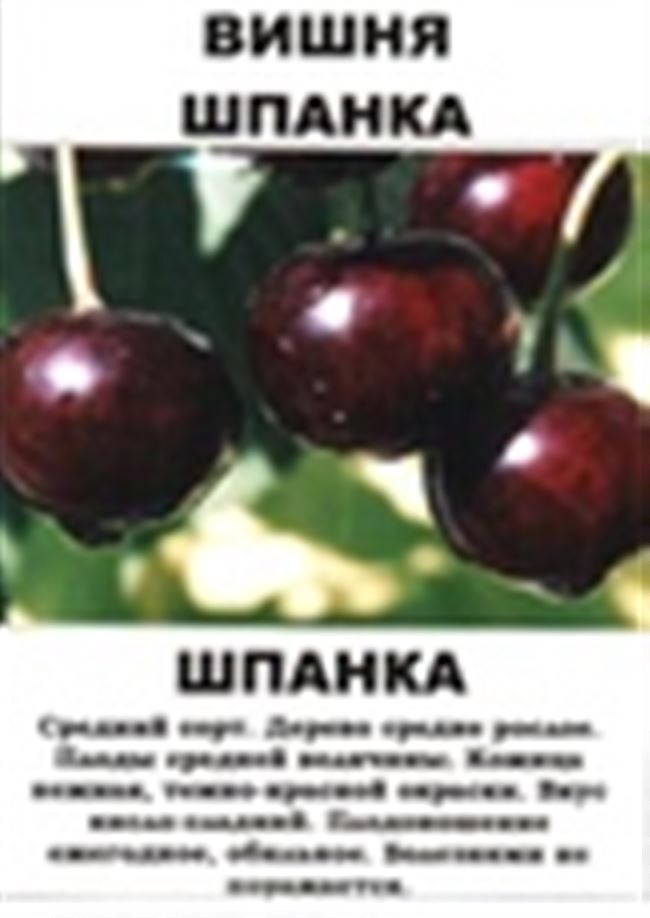 Описание вишни обыкновенной сорта Молодежная