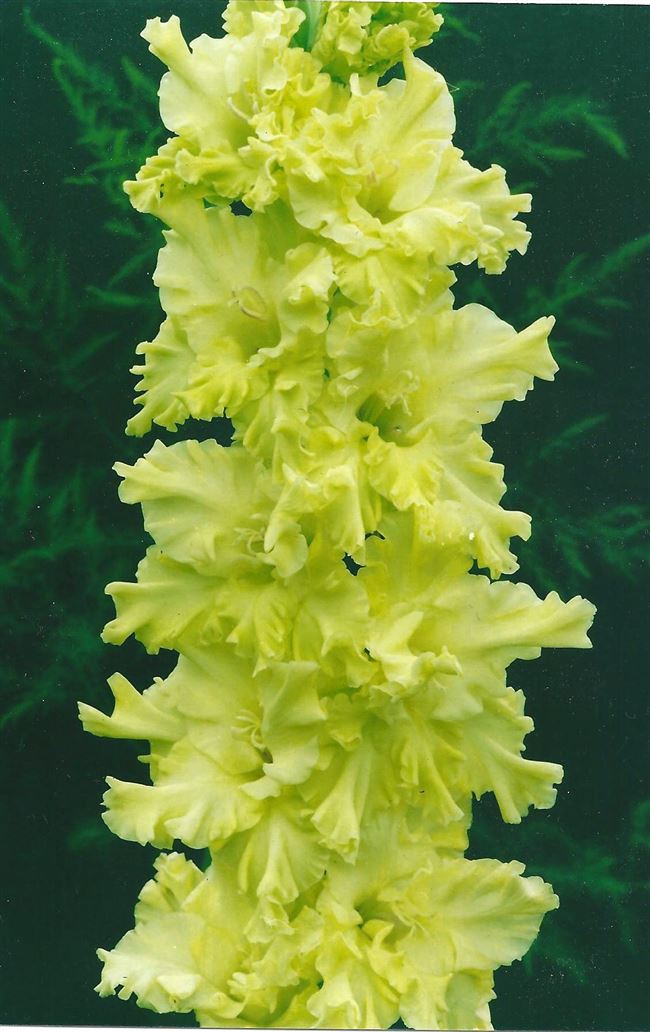 Лучистая Зелень - сорт растения Гладиолус