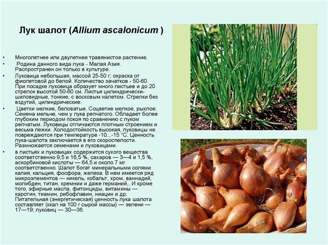 Лук-шалот: выращивание на огороде из семян