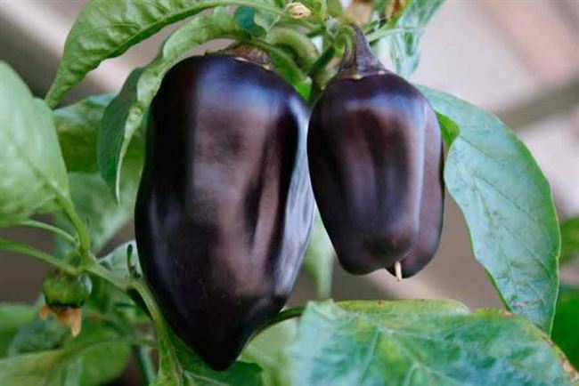 Лучшие сорта фиолетового перца: обзор с фото и характеристикой. Польза фиолетового перца. Отзывы огородников, которые выращивали перец фиолетового цвета.